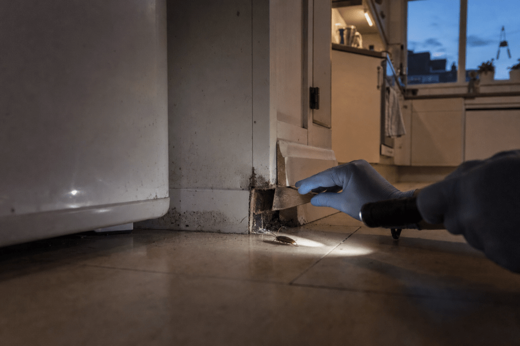 Hoe herken je een kakkerlakkenplaag in huis (sporen, geur en gedrag) en welke eerste stappen kun je zelf veilig&nbsp;nemen?